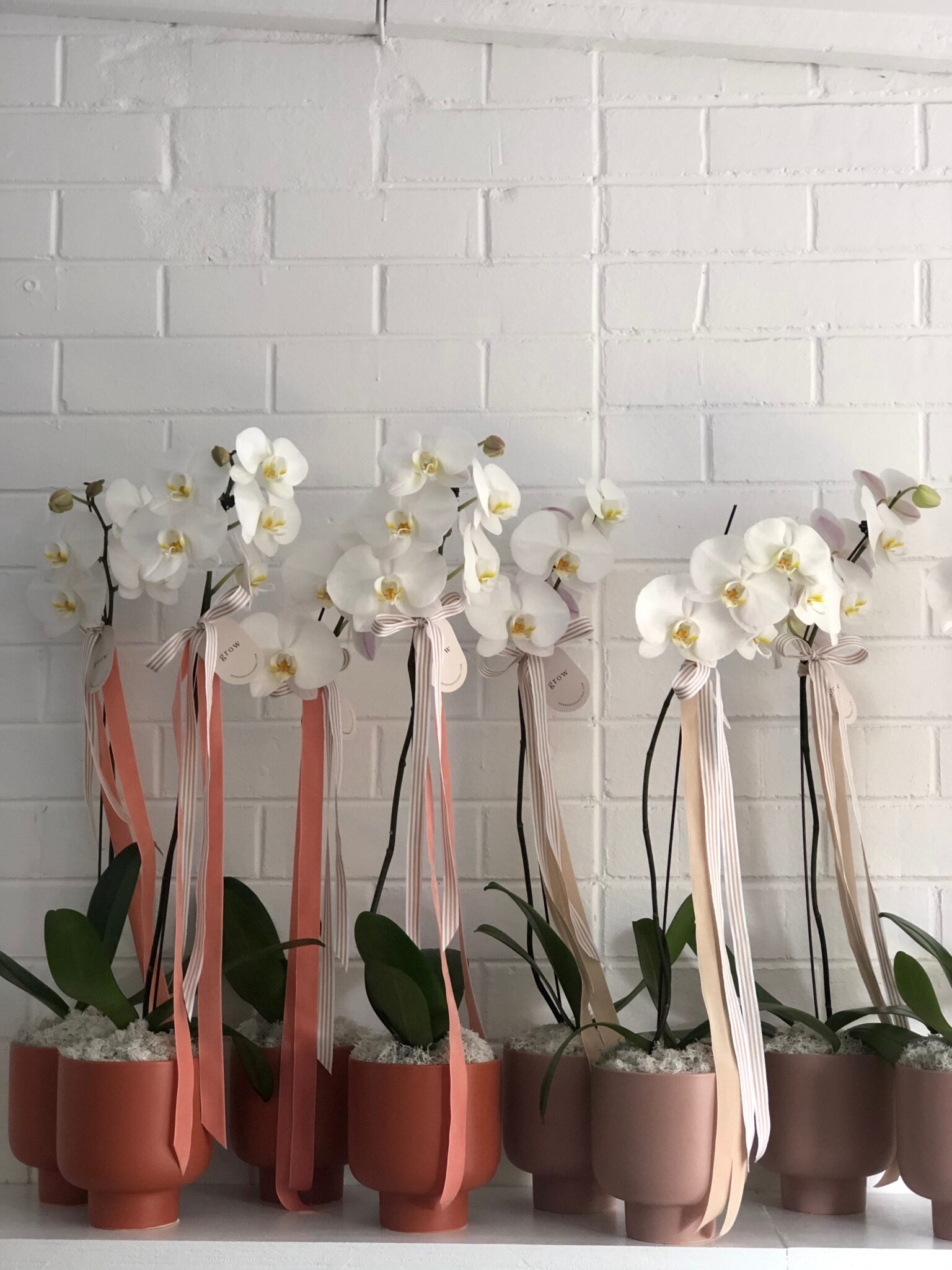 Orchid Plants - Debra Hayes Floral